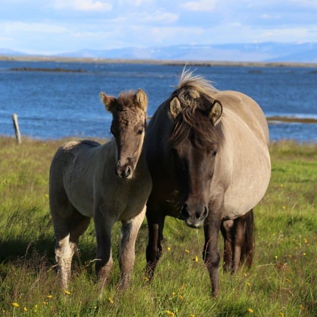 DNA-sýnataka og örmerkingar