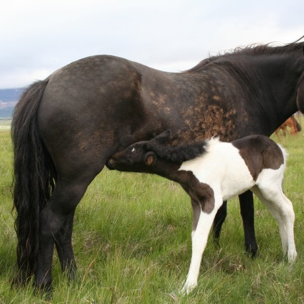 Röðun hrossa á kynbótasýninguna í Víðidal dagana 8. til 12. júní