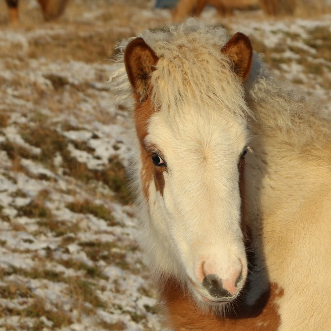 Skýrsluskil í hrossarækt