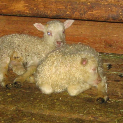 Morgunstund gefur gull í mund