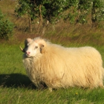 Breytt vægi vöðva og fitu - Fréttir af fundi fagráðs í sauðfjárrækt
