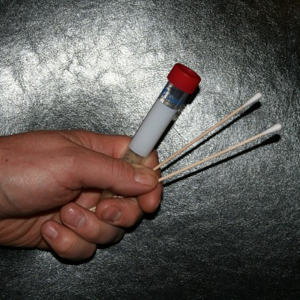 DNA-stroksýni/örmerkingar á höfuðborgarsvæði