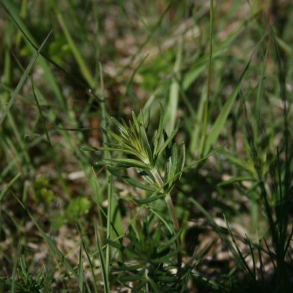 Áburðaráætlanagerð í fullum gangi