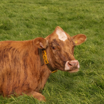 Greiðslur fyrir mjólk umfram geiðslumark frá 1. jan. 2017