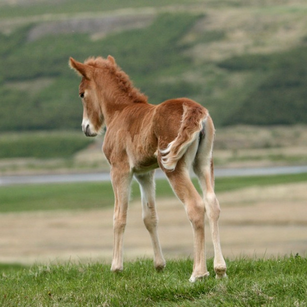 Yfirlit Miðsumarssýningar á Gaddstaðaflötum