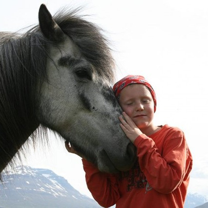 Röðun hrossa á síðsumarssýningu á Mið-Fossum 15.-17.ágúst
