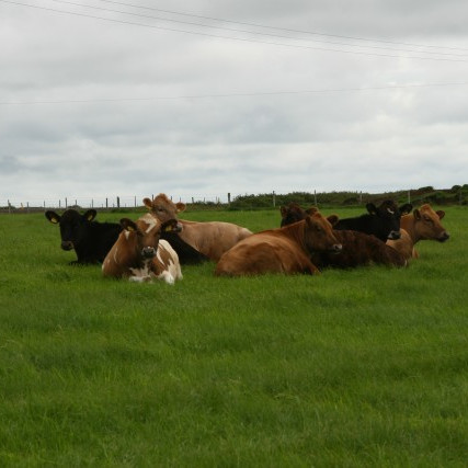 Niðurstöður úr skýrslum nautgriparæktarinnar í maí 2015
