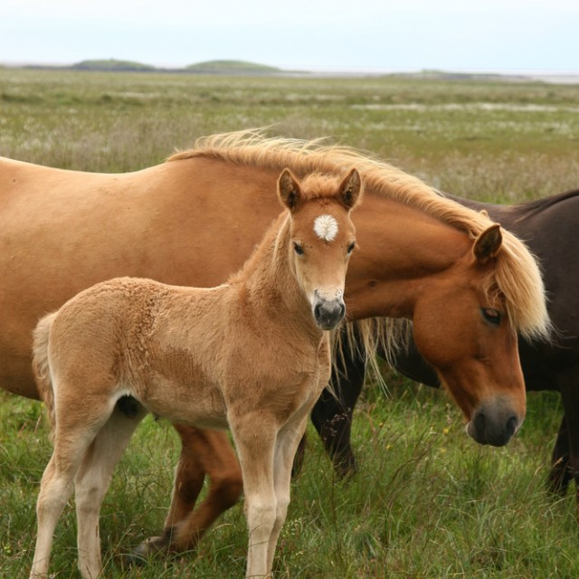 Er búið að örmerkja?