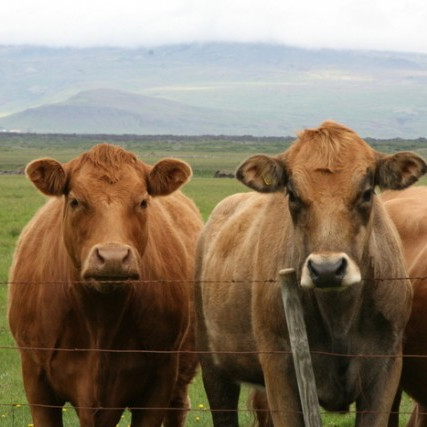 Fræðslufundur um fóðrun mjólkurkúa