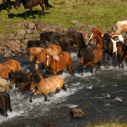 Námskeið í fóðrun, umhirðu og aðbúnaði reiðhrossa