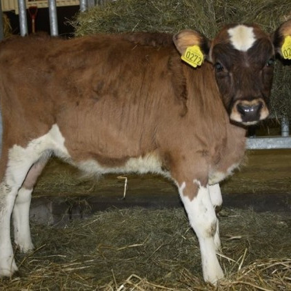 Ársuppgjör - niðurstöður skýrsluhaldsársins í mjólkurframleiðslunni 2015