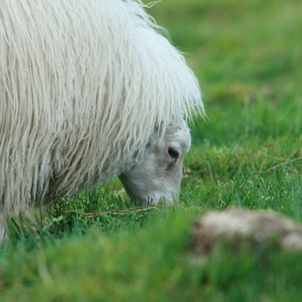 Námskeið í Fjárvís á Höfn í Hornafirði, Egilsstöðum og Húsavík.