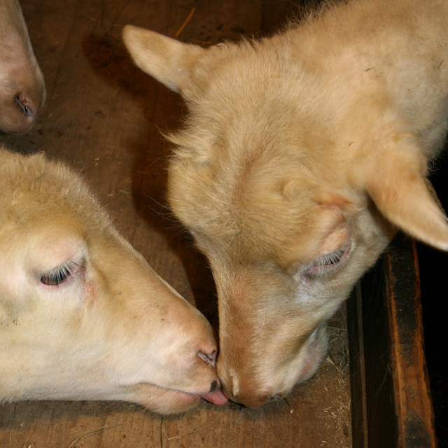 Skráning lambadóma í fjárvís.is