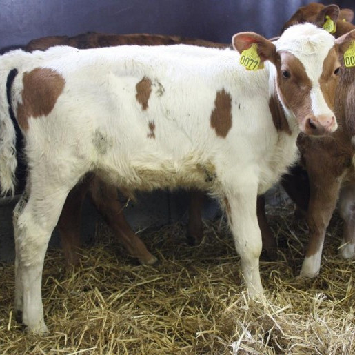 Kjarri frá Lyngbrekku