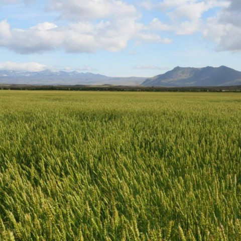 Fræframboð ársins 2015