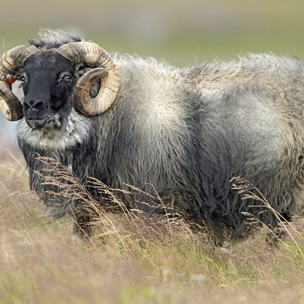 Kornelíus frá Stóru-Tjörnum