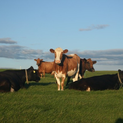 Niðurstöður úr skýrslum nautgriparæktarinnar í október 2015