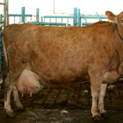 679, Þorvaldseyri, móðir Keips 07054.