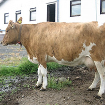 Kýr nr. 759 á Espihóli, Eyjaf.