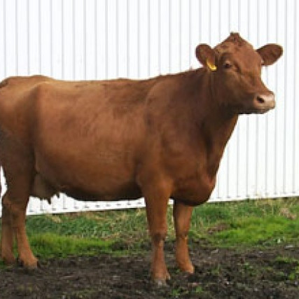 Verð á greiðslumarki í mjólk stendur í stað milli markaða