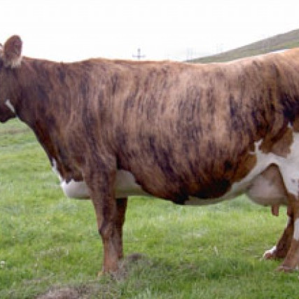 Doppulína 221, móðir Balda 06010.