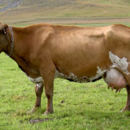 Dúlla 203, móðir Dúllara 07024.