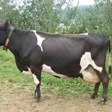 Greiðslumark mjólkur lækkaði verulega í verði milli markaða