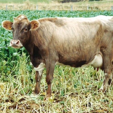 Mókolla 230 á Kirkjulæk var felld í sumar