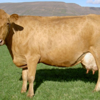 Reglugerð um greiðslumark mjólkur 2014