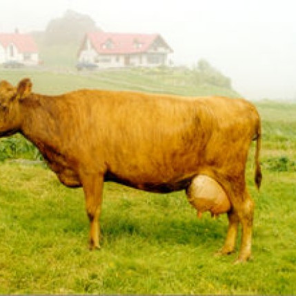 Vægi fitu og próteins í verði mjólkur til bænda jafnt frá 1. jan. 2014