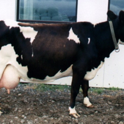 Sunna 218, mm. Þrasa 98052