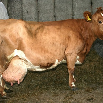 Tígulstjarna, Ytri-Skógum. Mynd: Birna Sigurðard.