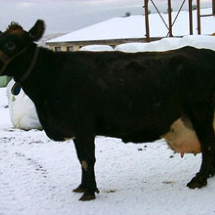 Yrja 150, móðir Áss 02048