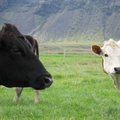 Fræðslufundur um gras- og grænfóðurrækt og beit mjólkurkúa