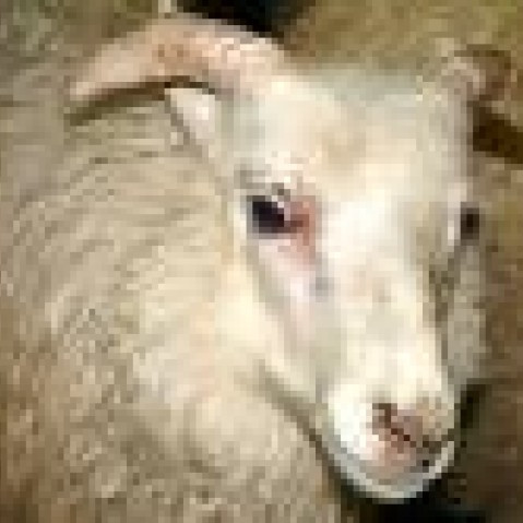 Nor98 greinist í Berufirði