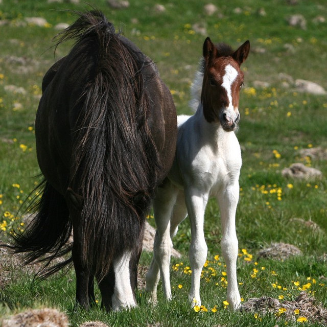 Yfirlit á Hlíðarholtsvelli Akureyri - hollaröð