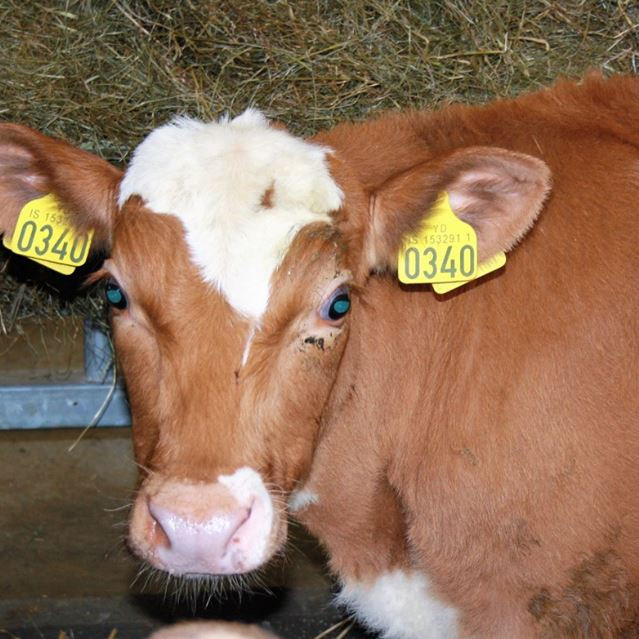 Laufi frá Kambsstöðum í Þingeyjarsveit