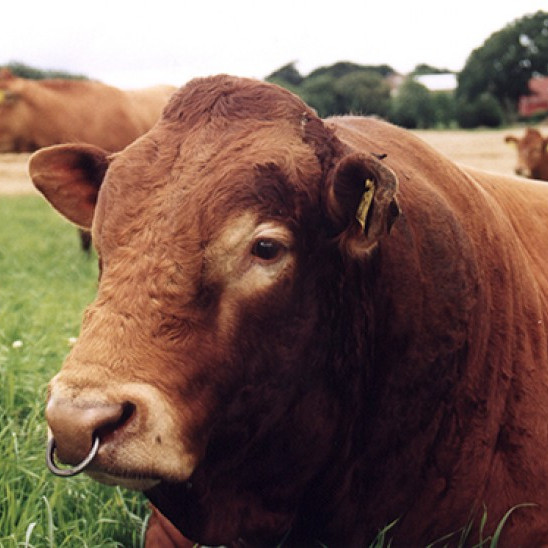 Átaksverkefni í ráðgjöf til framleiðenda nautakjöts - síðasti skráningardagur - 1. ágúst