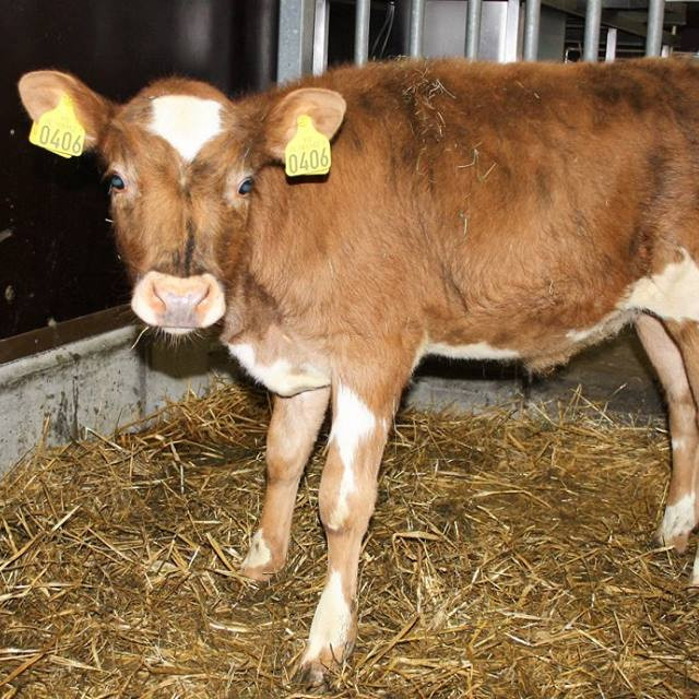 Lói frá Stúfholti 2 í Holtum - mynd frá Nautastöðinni á Hesti.