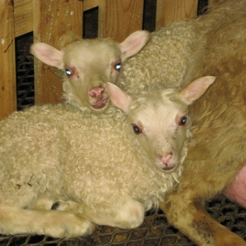 Verðlaunareglur og nýr úrvalslisti í sauðfjárrækt