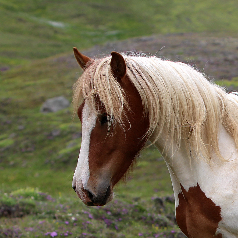Hollaröð á yfirliti á Akureyri 2. júní