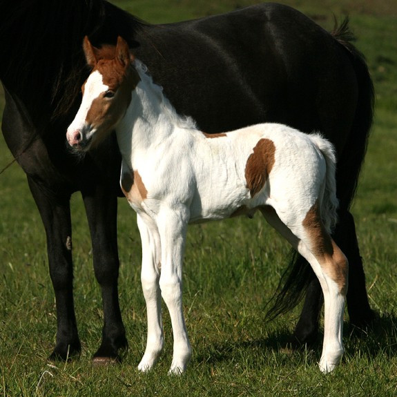 Hollaröðun á kynbótasýningu Hlíðarholtsvelli Akureyri