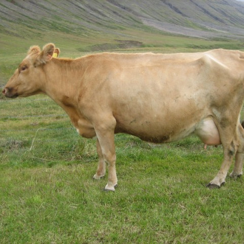 Lýsa 264 - myndin er tekin viku fyrir burð