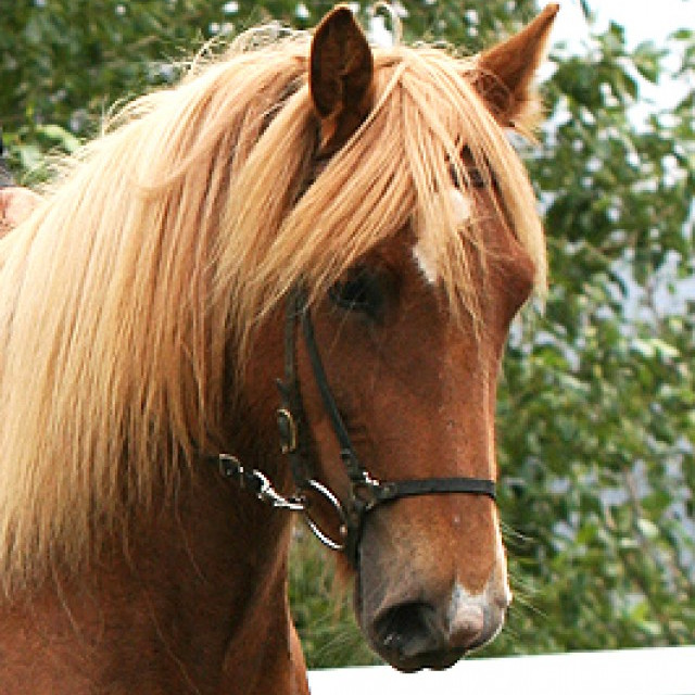 Síðsumarssýning á Blönduósi felld niður