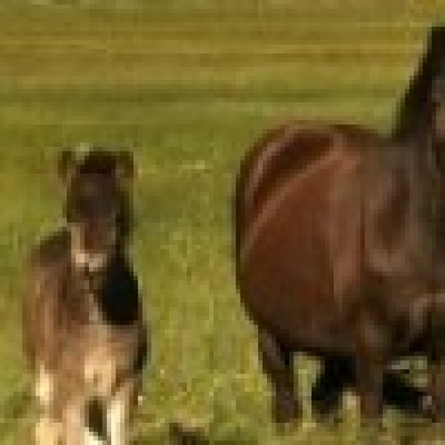 Sýningum 4V kynbótahrossa frestað til miðvikudags - Frétt af heimasíðu Landsmóts hestamanna