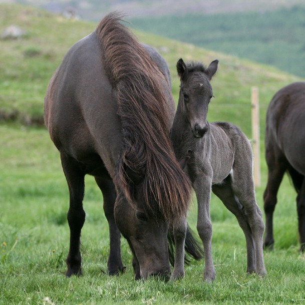 Hollaröðun á Sauðárkróki 27.-29. maí