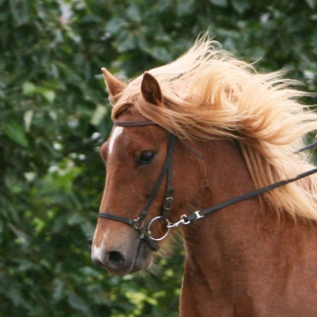 Skráningarfrestur lengdur til 10.08. á síðsumarssýningar