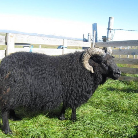 Myrkvi frá Brúnastöðum