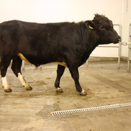 Myrkvi 14007 frá Vestri-Reyni, undan Kambi