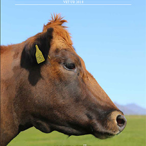 Ný nautaskrá komin út